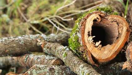 Спил вишневого дерева © ozaya