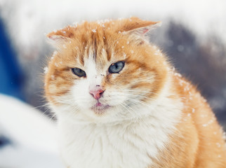 funny portrait of a red cat with snowflakes on the face