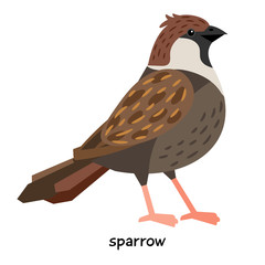 Image of nice Sparrow 