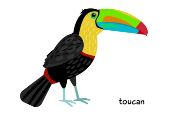 Image of nice Toucan bird 