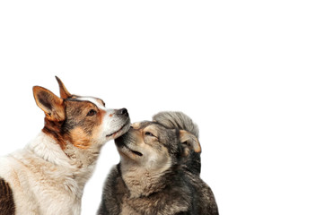 two funny dog cuddling and fooling around noses on white isolated background