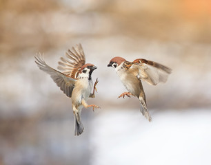 a pair of birds sparrows flitting in the air and arguing in the Park