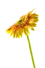 Yellow gerbera flower isolated on white background