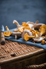 Raw wild mushrooms from forest