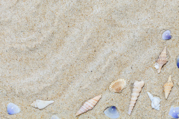 Beautiful Seashells on sand Summer beach background, scenery bac