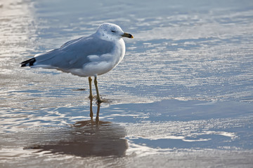 Seagull