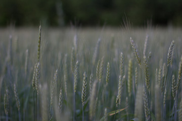 Fototapeta premium Field Details