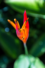 tropical flower in Costa Rica