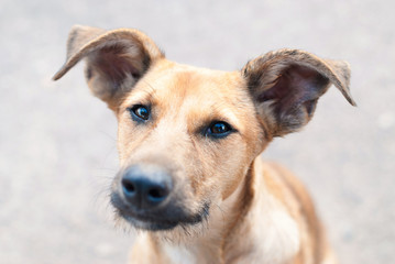 Dog headshot outside - Pets Care Consept