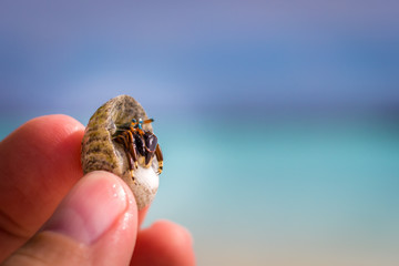 Colorful hermit crab in fingers of a child
