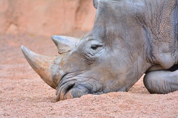 Obraz premium Grey rhino lying on sand