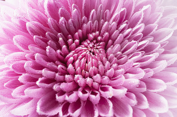 Macro background texture flower chrysanthemum
