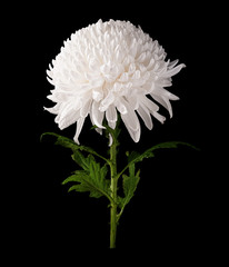Chrysanthemum white flower isolated on black