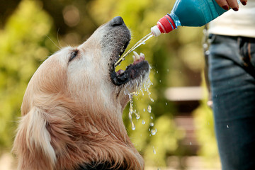 golden retriever drinking water on summer