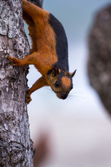 reddish brown squirrel