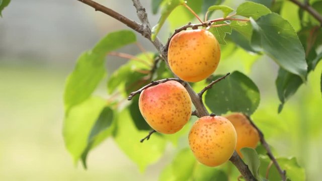 Ripe apricots on tree in the orchard