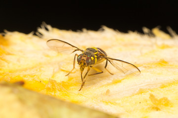 Macro small insects