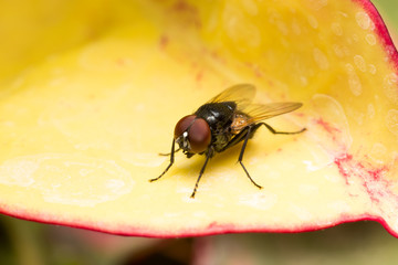 Macro small flies