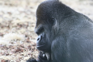 Gorille