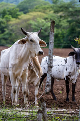 Brahman cattle in Costa Rica