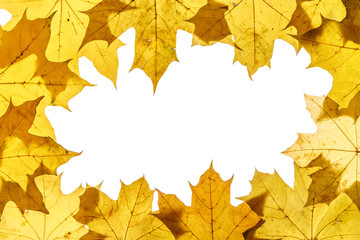 Рамки из кленовых листьев на белом фоне