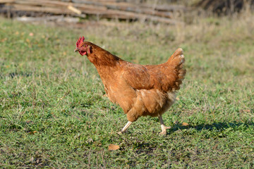 brown chicken grazes on a green lawn