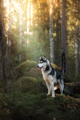 Obraz premium Dog breed Siberian Husky