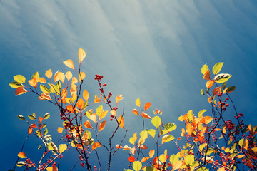 Colorful fall tree leafs against sky, vintage background