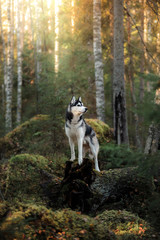 Dog breed Siberian Husky