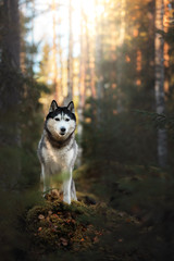 Dog breed Siberian Husky © Anna Averianova