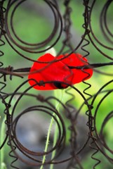 taken prisoner