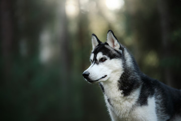 Dog breed Siberian Husky © Anna Averianova