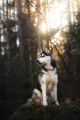 Dog breed Siberian Husky