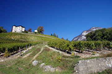 Fototapeta na wymiar vignes de monterminod - savoie