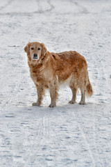 Beige dog