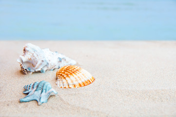 Fototapeta na wymiar Shells on sand by the sea