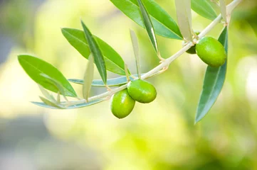 Crédence de cuisine en verre imprimé Olivier Olives on olive tree branch
