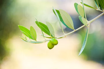 Cercles muraux Olivier Olives on olive tree branch