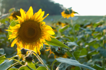 Sunflower with Bee in a Field