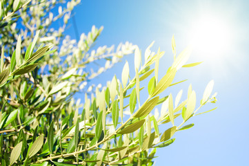 Olives tree branches