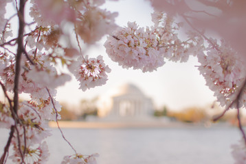 Cherry Blossoms on the Tidal Basin and the Jefferson Memorial 