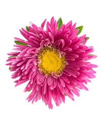 aster isolated on white background