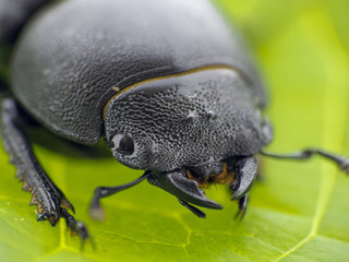 Black leaf beetle - Prasocuris Junci