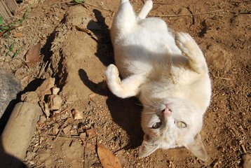 A lazy fat local cat of Thailand and west east Asia