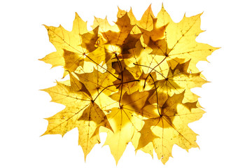 Fototapeta na wymiar Букет из жёлтых листьев на просвет