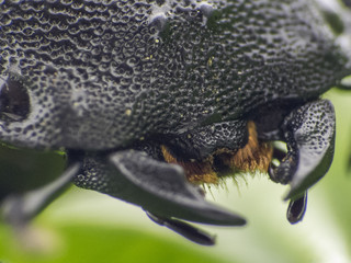 Black leaf beetle - Prasocuris Junci
