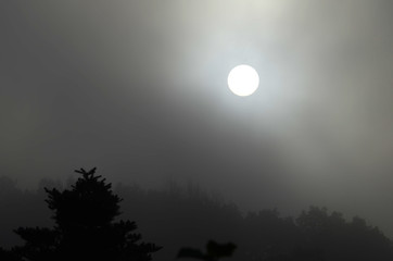 Herbstwiese, Herbstblätter, Morgennebel im Herbst