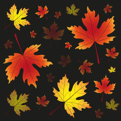 autumn falling maple leaves