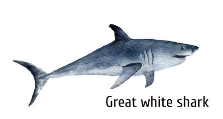 Watercolor great white shark. White death shark isolated on white background. For design, prints, background, t-shirt