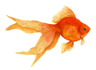 Goldfish. Watercolor artistic realistic illustration